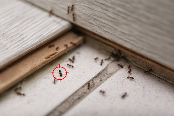 Best Spider Control Near Me  in Vandalia, IL