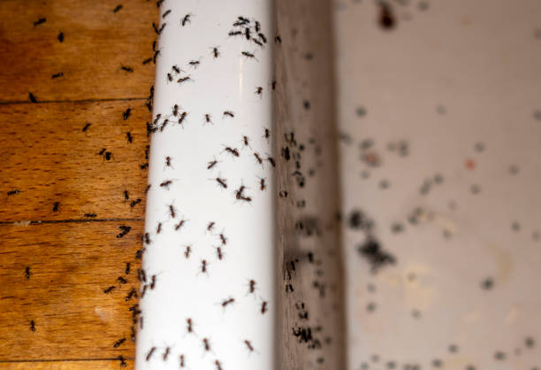 Best Exterminator Services  in Vandalia, IL