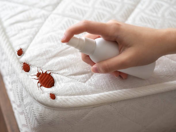 Best Wasp Removal Services  in Vandalia, IL
