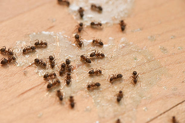 Pest Control for Restaurants in Vandalia, IL